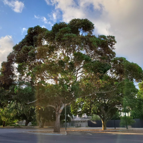 Caulfield South Photo