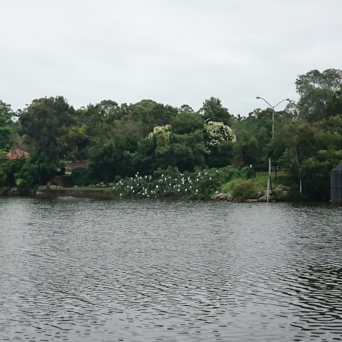 Forest Lake Photo
