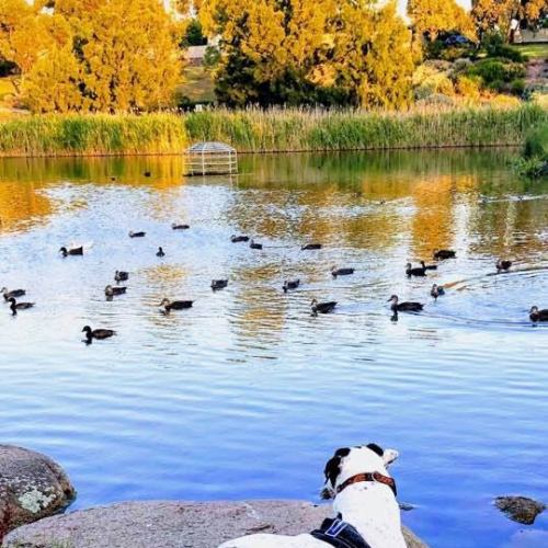 Roxburgh Park Photo