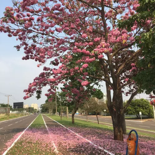 Campo Grande Photo