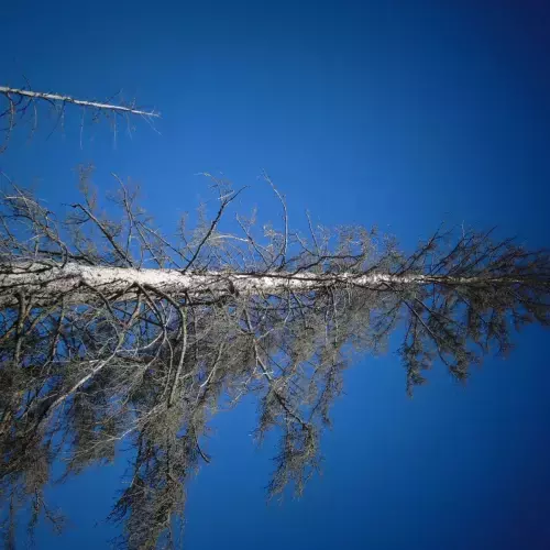 Spruce Grove Photo