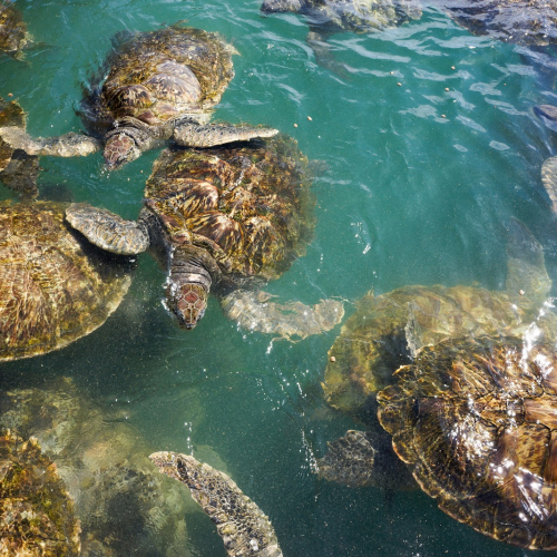 Grand Cayman Photo