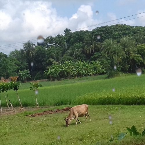 Baduria Photo