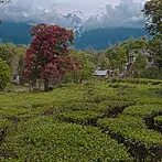 Palampur Photo