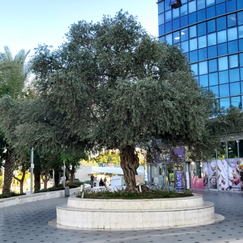 Ra'anana Photo