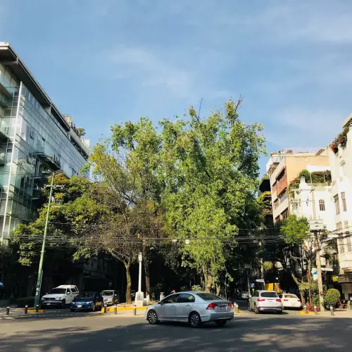 Colonia Condesa Photo