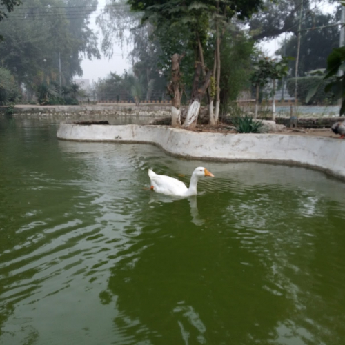 Sahiwal Photo