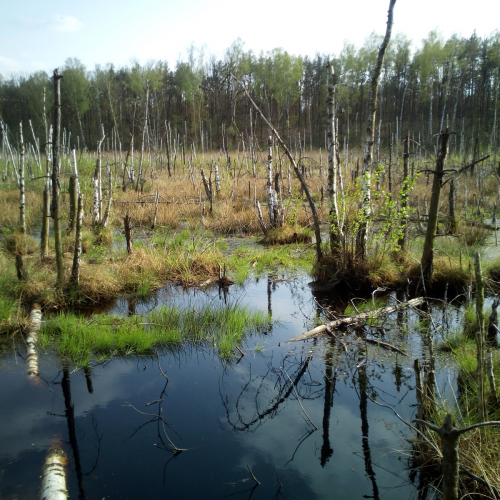 Zielonka Photo