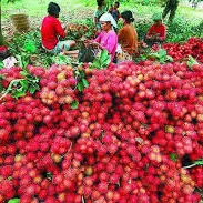 Malwana Photo