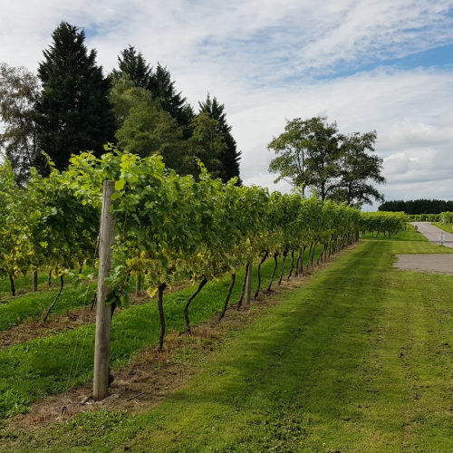 Lamberhurst Vineyard Photo