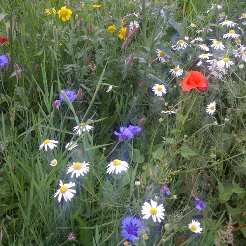 Osney Mead Photo