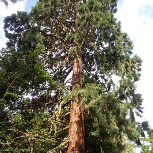Spencers Wood Photo