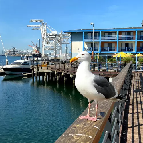 Alameda Photo