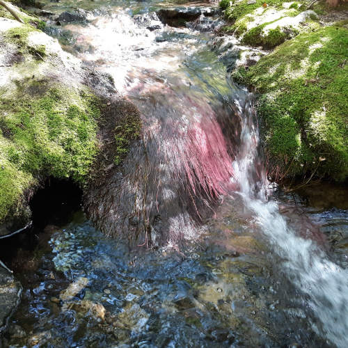 Arroyo Seco Photo