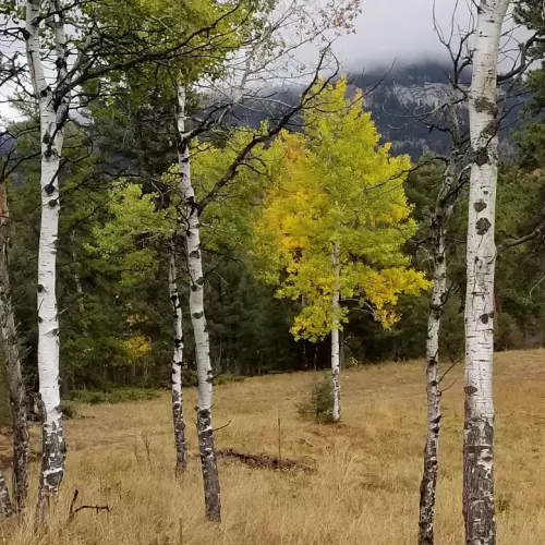 Conifer Photo