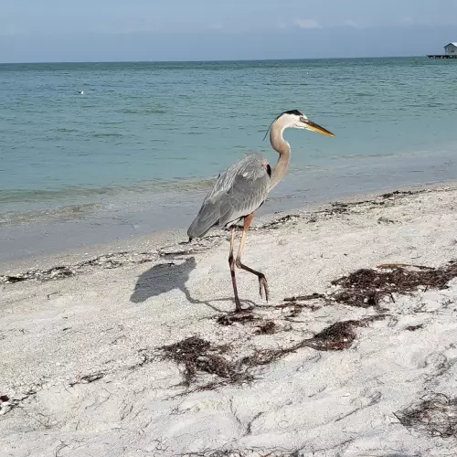 Holmes Beach Photo