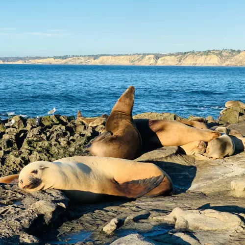 La Jolla Photo