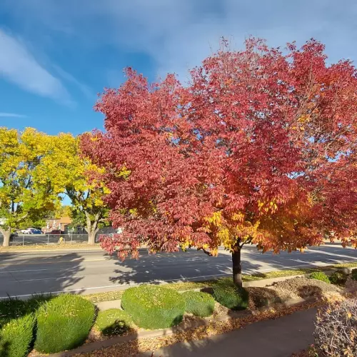 Longmont Photo