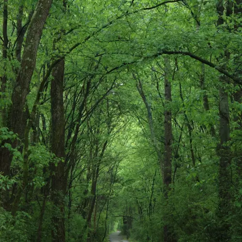 Old Hickory Photo