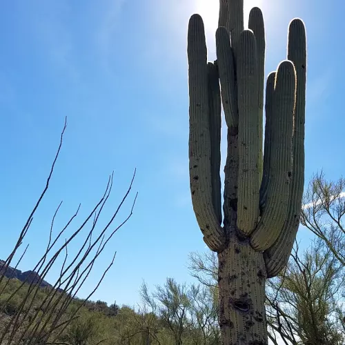Oro Valley Photo
