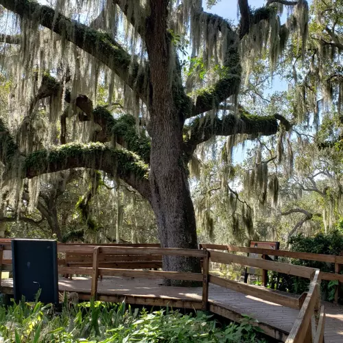 Palmetto Photo