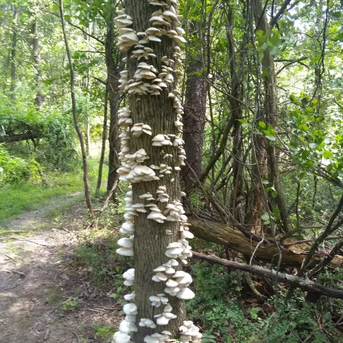 Park Forest Photo