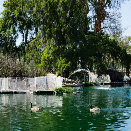 Reseda Photo