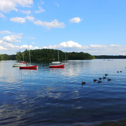Wayland Photo