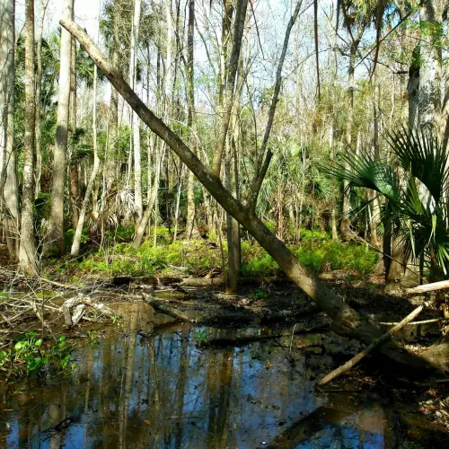 Winter Springs Photo
