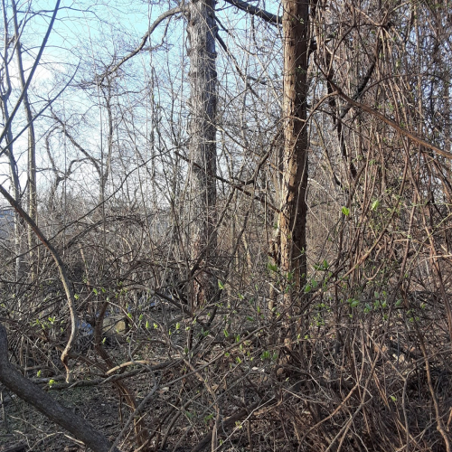 wyncote Photo