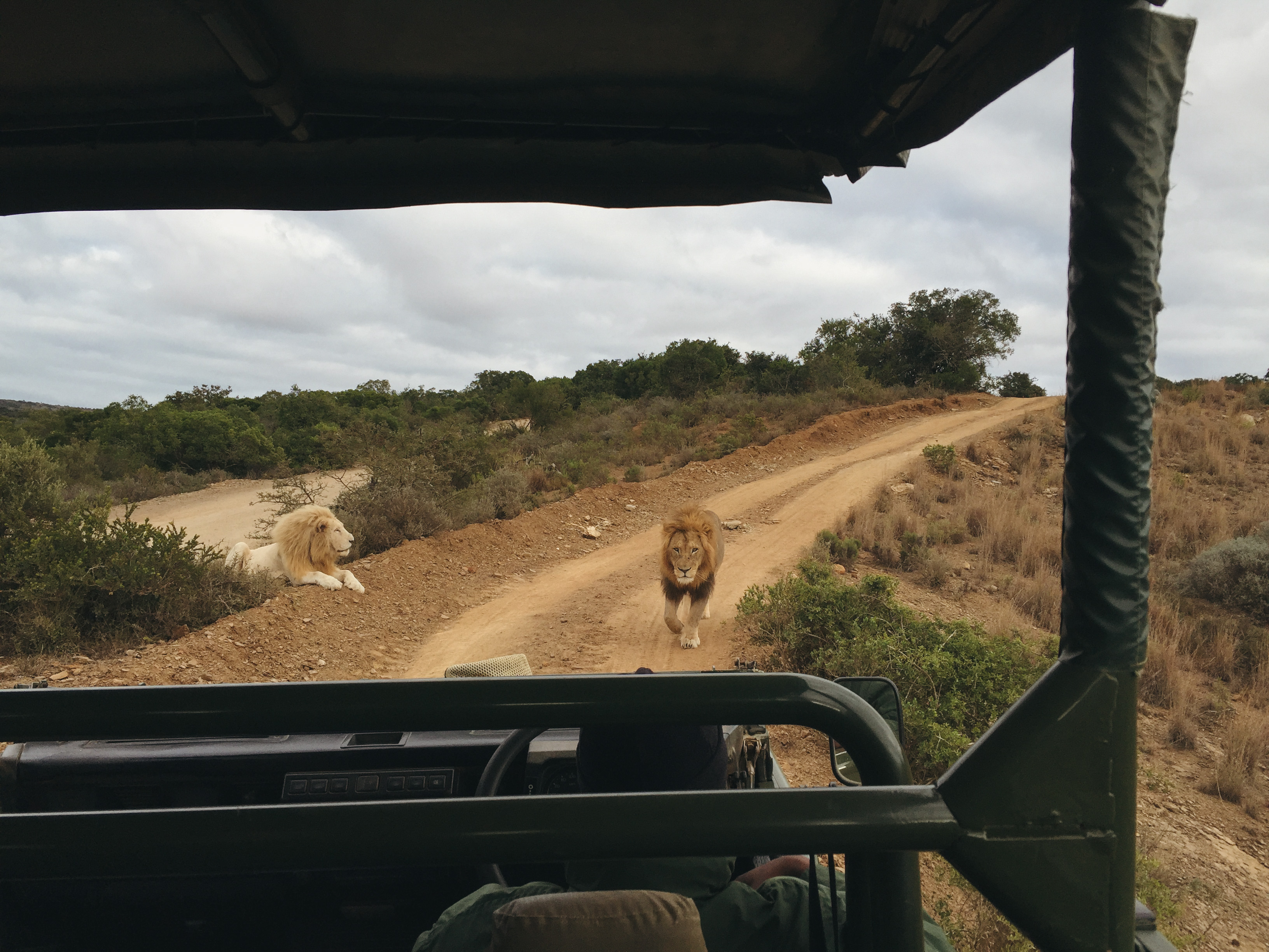 Amakhala Game Reserve - South Africa. Credits: Valeria Sologoub, Grinteq